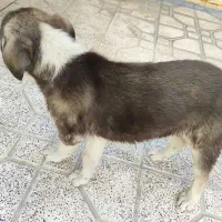 سگ توله قفقاز نگهبان