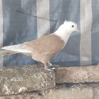 کله سفید کاکلی .طوقی.سرخ کاکلی|پرنده|سبزوار, قلعه‌نو دهزار|دیوار
