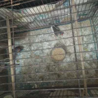 دوتا فنج نر