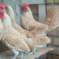 مرغ وخروس سیبرایت بوف وگلد پولک منظم وارداتی اصل