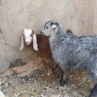 بره و بزغاله