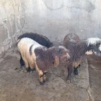 ۳عدد بره نره هم داشتی هم کشتی