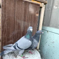 پلاکی|پرنده|فولادشهر, B7|دیوار