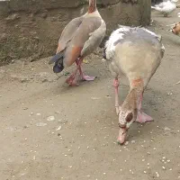 غاز مصری
