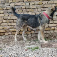 واگذاری پژدر