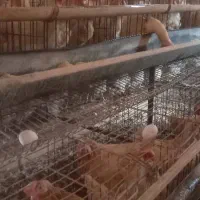 اجاره مرغداری تخم گذار با مجوز و  تجهیزات|اجارهٔ دفتر صنعتی، کشاورزی، تجاری|ماهدشت, |دیوار
