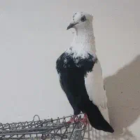 کبوتر ماده دمی