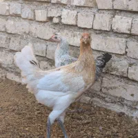 فروش فوری مرغ و خروس و نیمچه های درشت