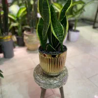 فروش گلهای آپارتمانی و مشاوره گیاه پزشکی