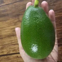 آواکادو بیکن درجه یک و درشت