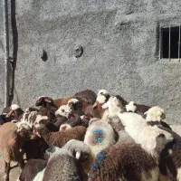 تعداد 35راس گوسفند میش و بره با بره درشت مالچه