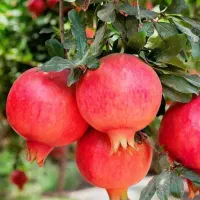 توزیع درخت انار واندرفول پایه کوتاه بصورت۱ و۲ساله