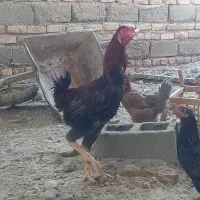 خروس لاری افغان