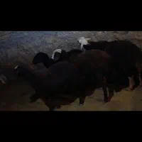 میش بره و میش ابستن