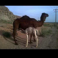 شیرشتر|خوردنی و آشامیدنی|قم, شاه سید علی|دیوار