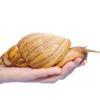 حلزون ۱۵ سانتی
