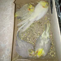 سه عدد جوجه عروس هلندی