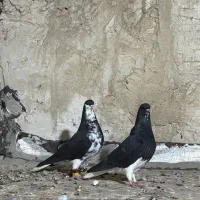 نر و ماده خشرنگ|پرنده|کازرون, |دیوار