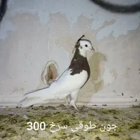 یه کوله کفتر|پرنده|بروجرد, |دیوار