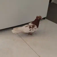 کبوتر کفتر کله سرخ|پرنده|مشهد, ایثار|دیوار