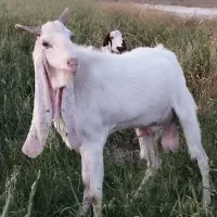 فروش پازن گلابی گوش ۶۰