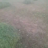 یونجه|لوازم جانبی حیوانات|قیدار, |دیوار