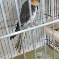 یدونه عروس هلندی نر اماده واسه جفت