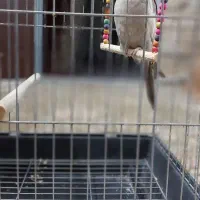 جوجه عروس هلندی نر با قفس نو