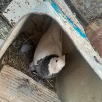 کبوتر و مرغ و خروس سلطان