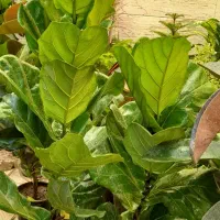 گل اپارتمانی خارجی پر برگ بادوام لطفا ورق بزن|گل و گیاه طبیعی|تبریز, |دیوار