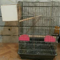 عروس هلندی سرلاکی البینو شاه طوطی قفس پرنده.خریدار|پرنده|کرج, حصارک بالا|دیوار