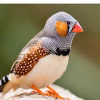 یک جفت فنج سفیدویکی فنج نربنگالی سفیدچشم شرابی