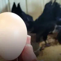 تخم مرغ و خروس ایام سمانی ضمانتی|حیوانات مزرعه|تهران, فرحزاد|دیوار