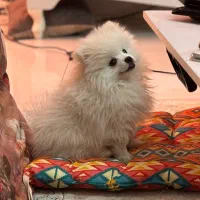 پامرانین نژاددار اصل اوکراینی|سگ|تهران, نیاوران|دیوار