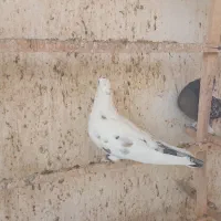 تعدادی کبوتر درجه یک|پرنده|ری, حمزهآباد|دیوار