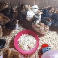 جوجه های اردک پکنی و گلین