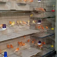 تعدادی  قناری