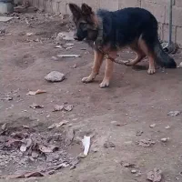 حیوانات|سگ|تولم شهر, |دیوار