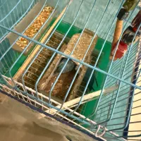 طوطی برزیلی|پرنده|شیراز, معالی‌آباد|دیوار
