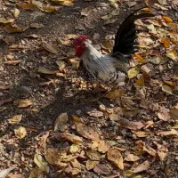 فروش مرغ و خروس|حیوانات مزرعه|لواسان, |دیوار