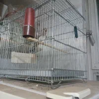 سهره دورگ زاغ سر ناخن سفید