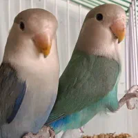 دو عدد طوطی برزیلی بالغ