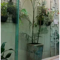 پرنده ای (کبوتر) پیدا شده