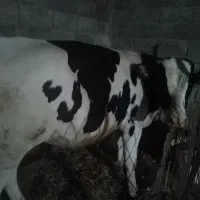 گوساله نر سیمینتال