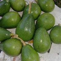 اواکادودردونژاد|خوردنی و آشامیدنی|نوشهر, |دیوار