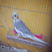 عروس هلندی آهویی