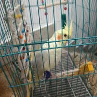 عروس هلندی زیبا