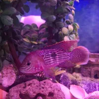 شیشه آکواریوم با ماهی