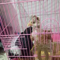 جوجه سلطان|پرنده|تهران, سجاد|دیوار