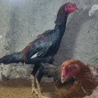 شامو اصل|حیوانات مزرعه|باغستان, |دیوار